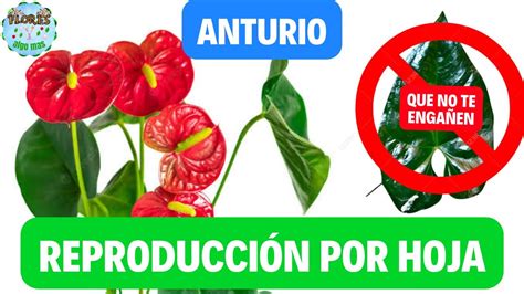 Como reproducir el anturio por hoja fácil y rápido YouTube