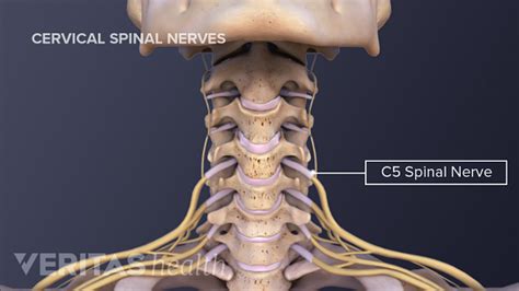 All About the C5-C6 Spinal Segment