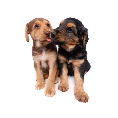 Jengibre Gato Y Mestizo Griego Cachorro Posando Juntos Aislado En