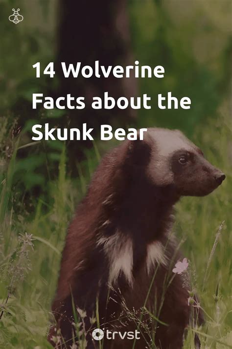 14 Wolverine Facts about the Skunk Bear