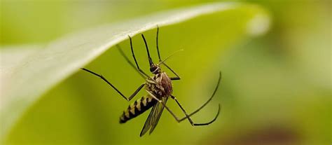 Florida Mosquitoes Worst In The U S