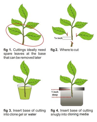 Plant Cloning Process