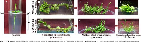 Figure 1 From High Efficient De Novo Root To Shoot Organogenesis In