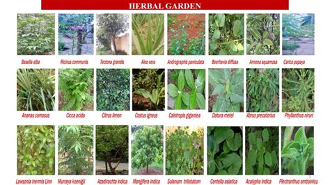 Herbal garden – STET College