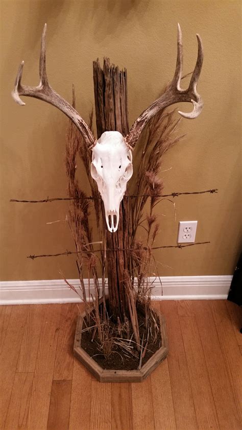 European Mount Came Back I Harvested Deer Antler Crafts Deer