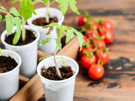 Wann Tomaten aussäen Tipps für eine erfolgreiche Anzucht Sieu Thi Do