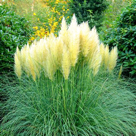 Cortaderia Selloana Pumila Pampas Grass 30 40cm In 9cm Pot Silky Creamy White Plumes