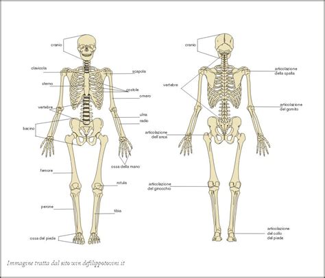 Sistema Scheletrico