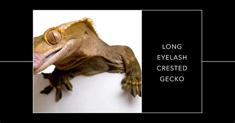 Discover the Secret of the Stunningly Long Eyelash Crested Gecko