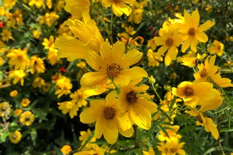 Tickseed Sunflower Bidens Aristosa Monticello