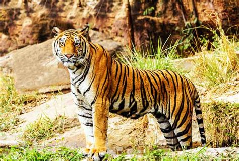 Tiger | Appearance + Diet + Habitat + Facts | - Science4Fun