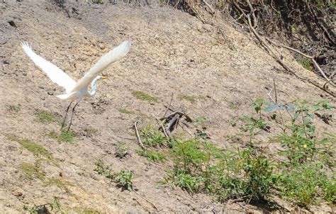 Pampas Wildlife Tour from Rurrenabaque - 3 Days - Travexplora