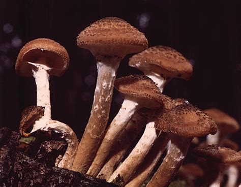 Cogumelo É Um Ser Vivo - BIOLOGIA PARA A VIDA : MICOLOGIA: O MAIOR SER VIVO DO PLANETA - UM COGUMELO