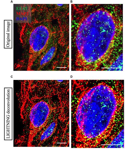 Frontiers Advancements In High Resolution D Microscopy Analysis Of