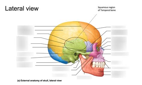 A P Skull Bones Lateral View Diagram Quizlet