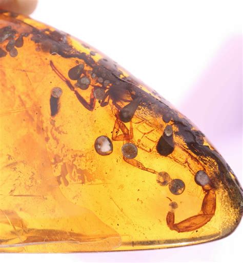 238mm Fossil Scorpion Scorpiones In Amber Myanmar For Sale