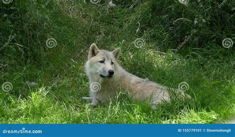 Arctic Wolf Canis Lupus Tundrarum Mother Laying On Grass Real Time