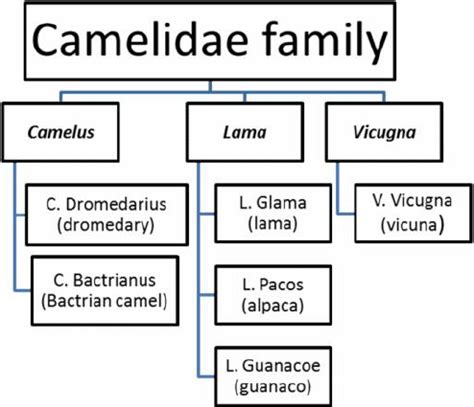 Classification of the Camelidae family. | Download Scientific Diagram