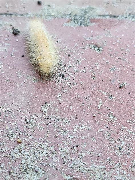 White fuzzy caterpillar : r/caterpillars