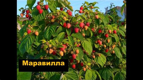 Малина Маравилла. Весна! Что делаем ... - YouTube