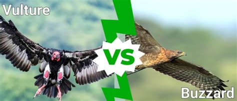 Vulture vs Buzzard: What’s the Difference? - A-Z Animals