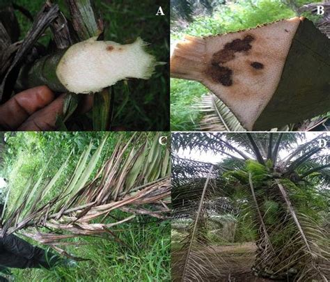 Symptoms Of Fusarium Oxysporum F Sp Elaeidis From Diseased Palms A Download Scientific