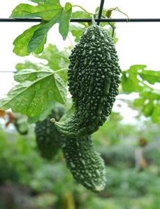 Groundoxy Best Quality Hybrid Bitter Gourd Karela Seeds For Your Home