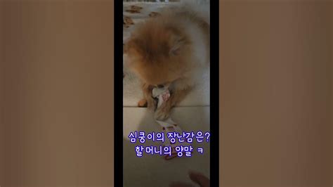 심쿵이 좋아하는 장난감은 Animal Cute Dog Funny Puppy 강아지 강아지영상 심쿵 심쿵이