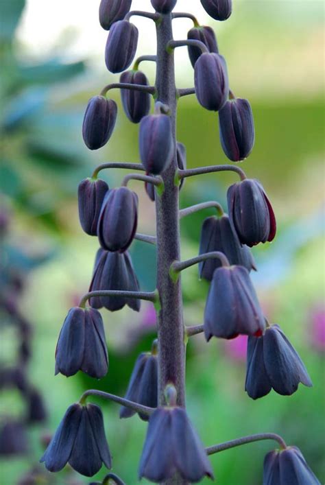 Fritillaria Persica Adiyaman Persian Lily