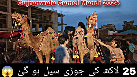 Lac Ki Jori Sale Ho Gai Gujranwala Camel Mandi Update Chan Da