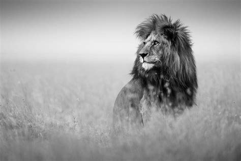 Portfolio — Fine-Art African Wildlife Photography | Federico Veronesi