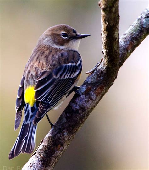 Burt’s Birds (May 2017) – Vireos are not warblers – Black Hills Audubon ...