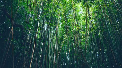 Wallpaper Bamboo forest, nature 3840x2160 UHD 4K Picture, Image