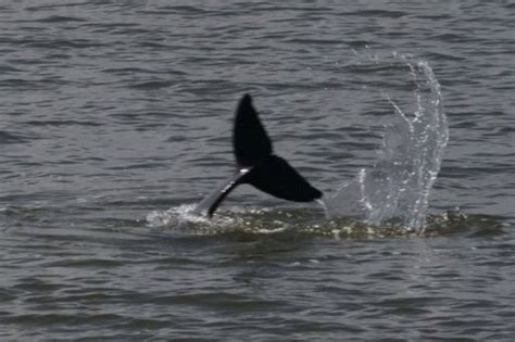 18 endangered dolphins spotted off Borneo: WWF