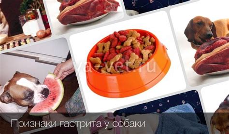 Гастрит у собак: симптомы, лечение и питание при заболевании