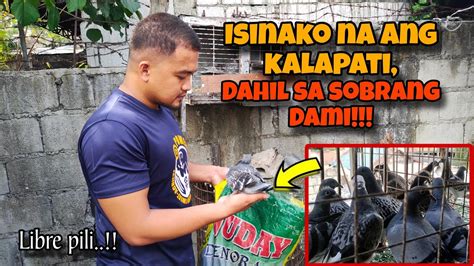 Isang Sako Na Kalapati Sobrang Dami Karera Ng Kalapati Youtube