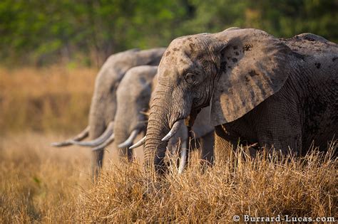 Elephant Tusks - Burrard-Lucas Photography