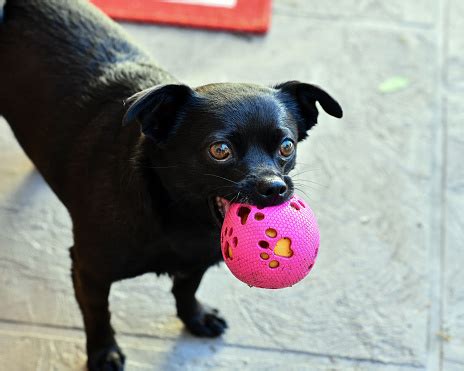 Black Chihuahua Puppy Stock Photo - Download Image Now - Animal, Beauty ...