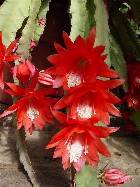 Red Orchid Cactus Disocactus Ackermannii Etsy