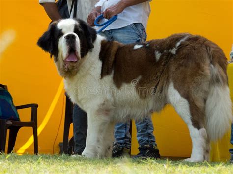 Adorable and Cuddly Big Dog St. Bernard Stock Image - Image of brown ...