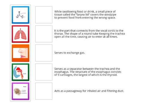 Respiratory System Match Up