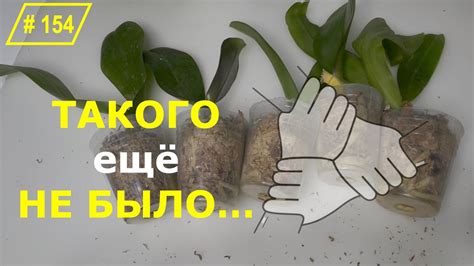 # 154 ВПЕРВЫЕ! ОРХОЭКПЕРИМЕНТ с реанимационными орхидеями # ...