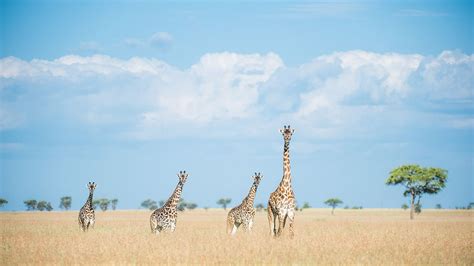 Escape Safari Co | Tanzania Safari