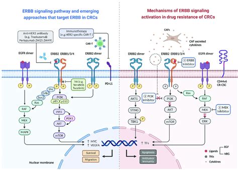 Schematic Diagram Of Ligand Binding Activation Of The ERBB2 Signaling