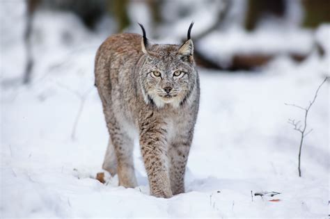 Wallpaper Snow Winter Wildlife Wolf Whiskers Lynx Wild Cat