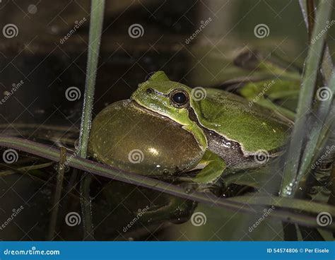 Tree frog stock photo. Image of dark, eared, diggers - 54574806