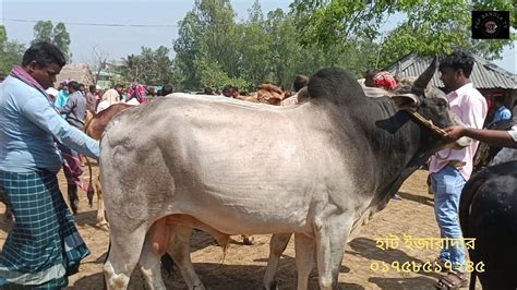 ১৪২০২৪ বড় বড় ষাঁড় গরু মাংসের ওজনে কি দামে কেনা বেচা হয় দিনাজপুরের আমবাড়ী হাটে Youtube