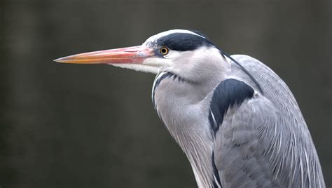 Gray Heron – Lizard Photo Blog