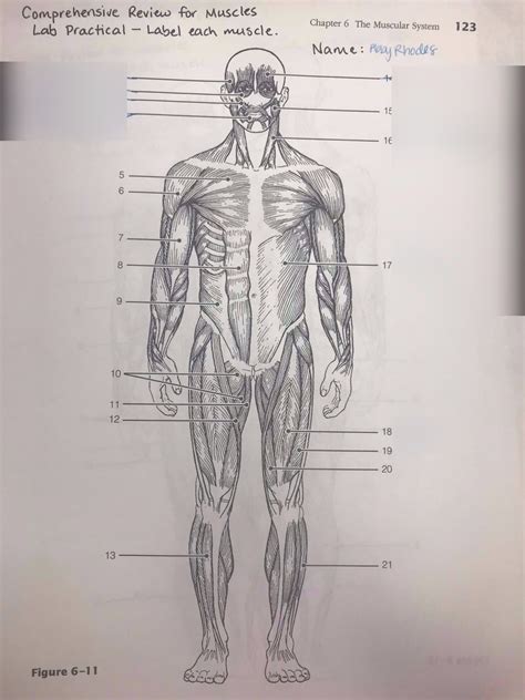 Anatomy Chapter 6 Figure 6 11 Diagram Quizlet