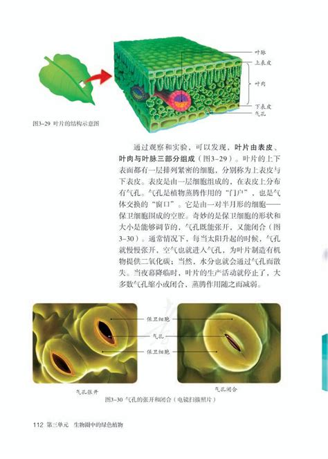 第三章 绿色植物与生物圈的水循环2012年审定人教版七年级生物上册（高清）初中课本 中学课本网